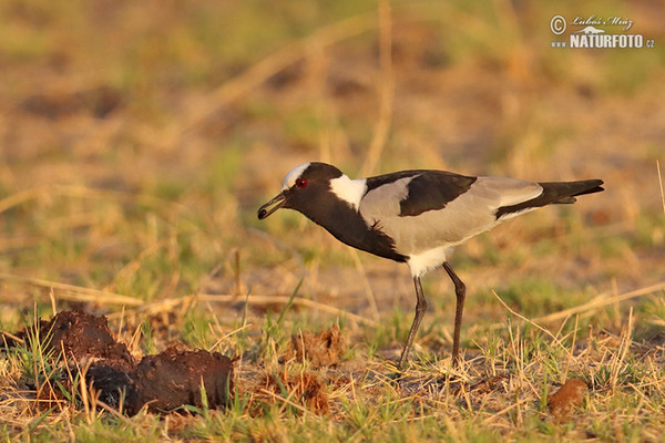 Waffenkiebitz Schmiedekiebitz (Vanellus armatus)