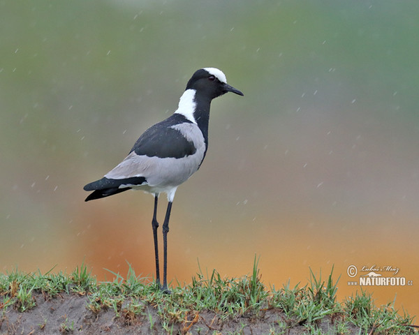 Waffenkiebitz Schmiedekiebitz (Vanellus armatus)