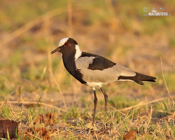 Waffenkiebitz Schmiedekiebitz (Vanellus armatus)