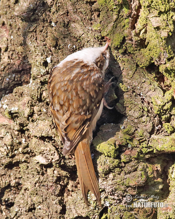 Waldbaumläufer (Certhia familiaris)