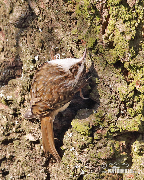 Waldbaumläufer (Certhia familiaris)