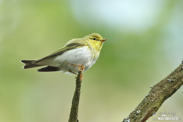 Waldlaubsänger (Phylloscopus sibilatrix)