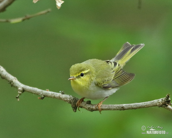 Waldlaubsänger (Phylloscopus sibilatrix)