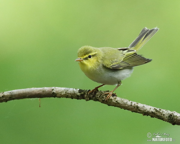 Waldlaubsänger (Phylloscopus sibilatrix)