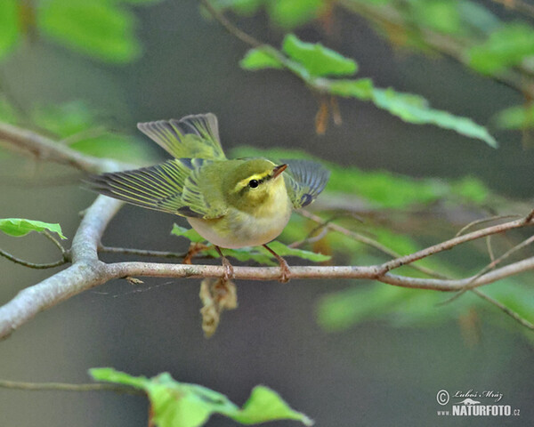 Waldlaubsänger (Phylloscopus sibilatrix)