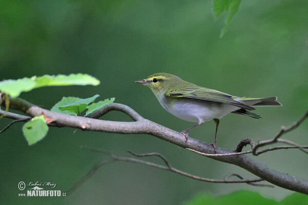Waldlaubsänger (Phylloscopus sibilatrix)