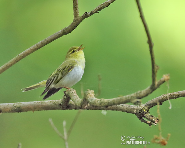 Waldlaubsänger (Phylloscopus sibilatrix)