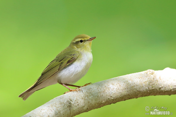 Waldlaubsänger (Phylloscopus sibilatrix)