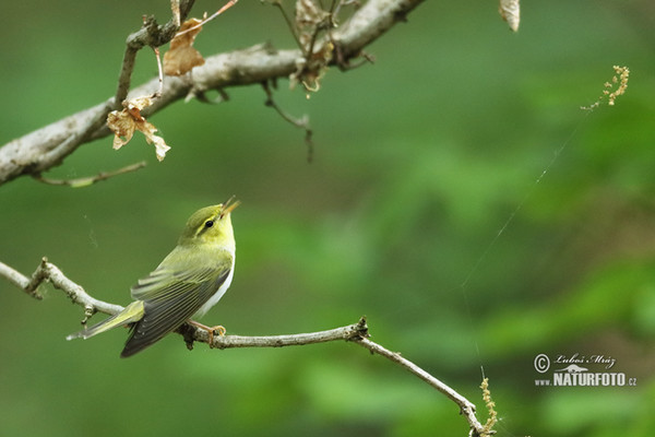 Waldlaubsänger (Phylloscopus sibilatrix)