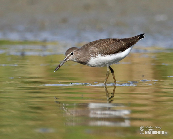 Waldwasserläufer (Tringa ochropus)