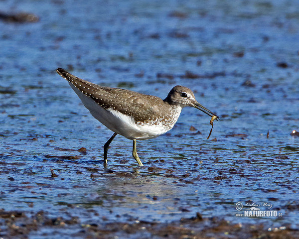 Waldwasserläufer (Tringa ochropus)