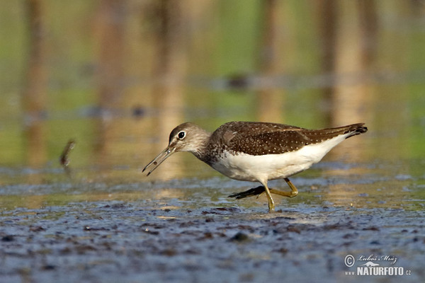 Waldwasserläufer (Tringa ochropus)