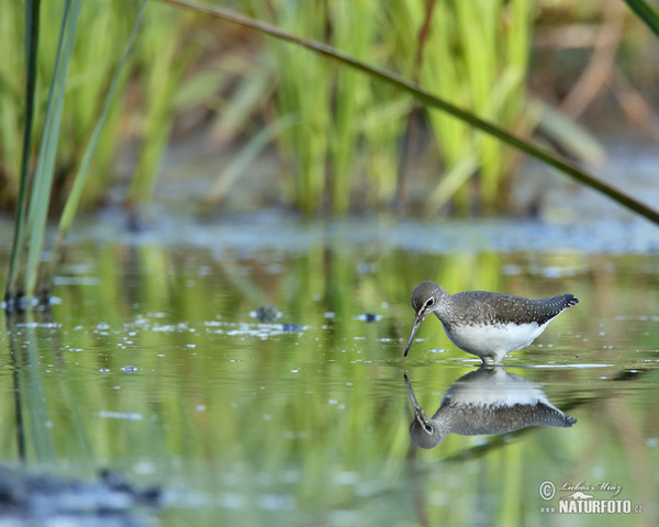 Waldwasserläufer (Tringa ochropus)