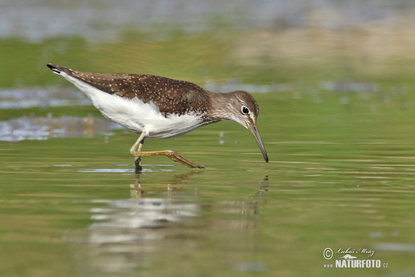 Waldwasserläufer (Tringa ochropus)