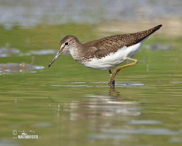 Waldwasserläufer (Tringa ochropus)