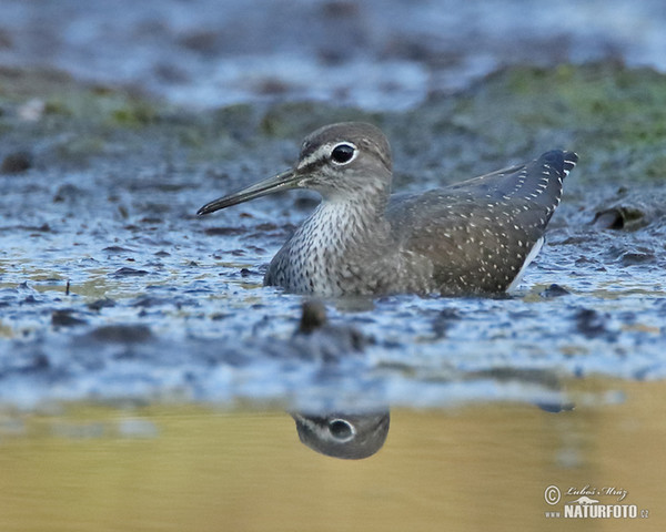 Waldwasserläufer (Tringa ochropus)