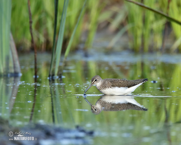 Waldwasserläufer (Tringa ochropus)