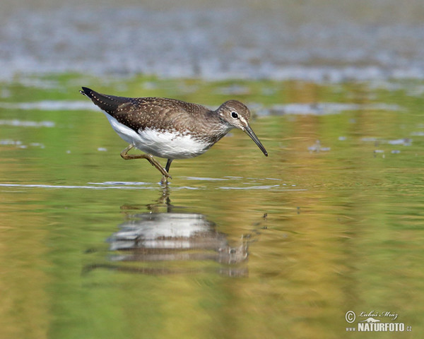 Waldwasserläufer (Tringa ochropus)