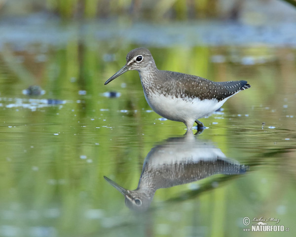 Waldwasserläufer (Tringa ochropus)