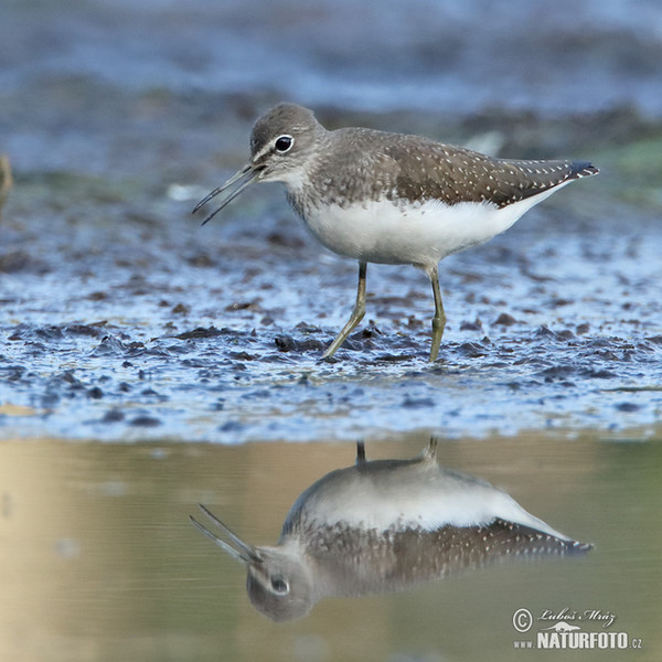 Waldwasserläufer (Tringa ochropus)