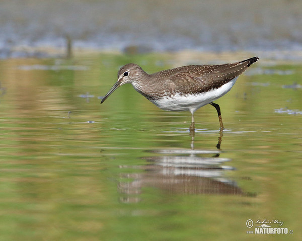 Waldwasserläufer (Tringa ochropus)