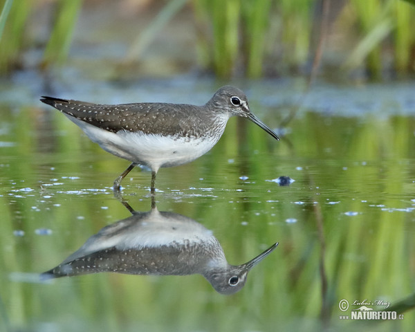 Waldwasserläufer (Tringa ochropus)