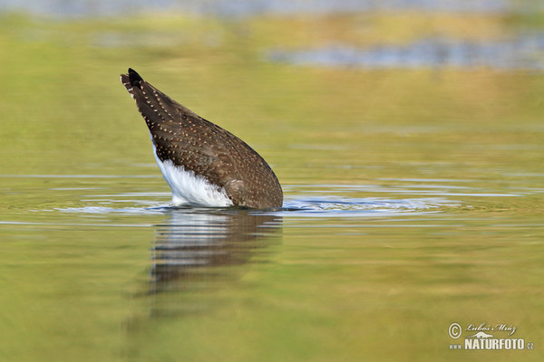 Waldwasserläufer (Tringa ochropus)