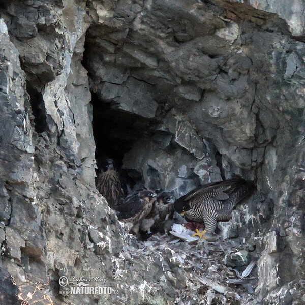 Wanderfalke (Falco peregrinus)