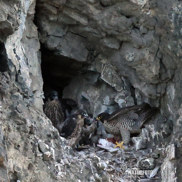 Wanderfalke (Falco peregrinus)