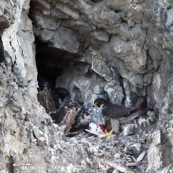 Wanderfalke (Falco peregrinus)