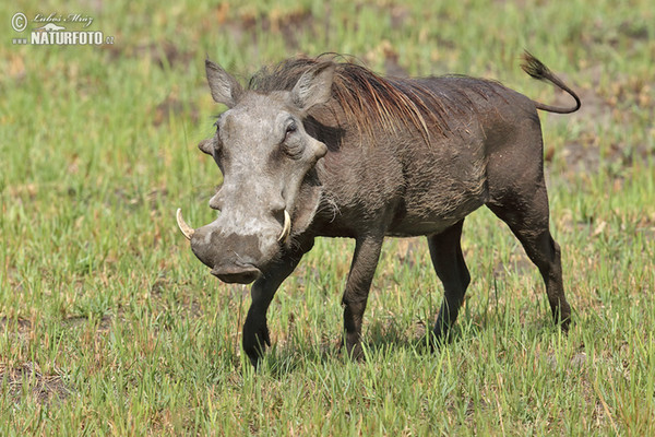 Warsenshwein (Phacochoerus africanus)