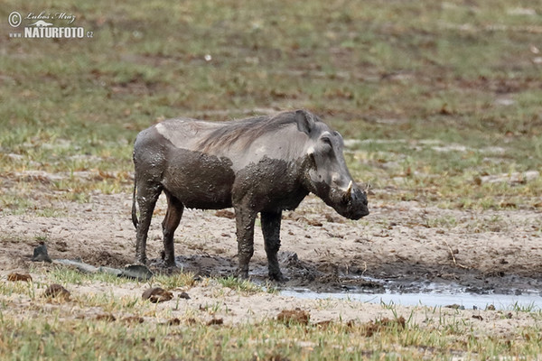 Warsenshwein (Phacochoerus africanus)