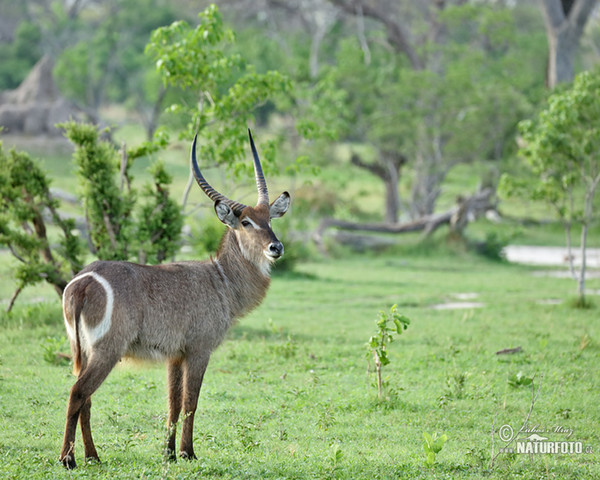 Wasser Bock (Kobus ellipsiprymnus ellipsiprymnus)