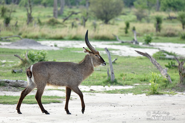 Wasser Bock (Kobus ellipsiprymnus ellipsiprymnus)