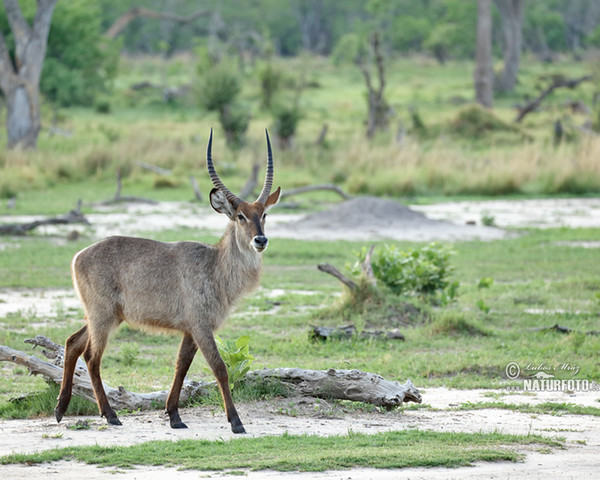 Wasser Bock (Kobus ellipsiprymnus ellipsiprymnus)