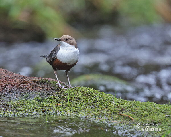 Wasseramsel (Cinclus cinclus)