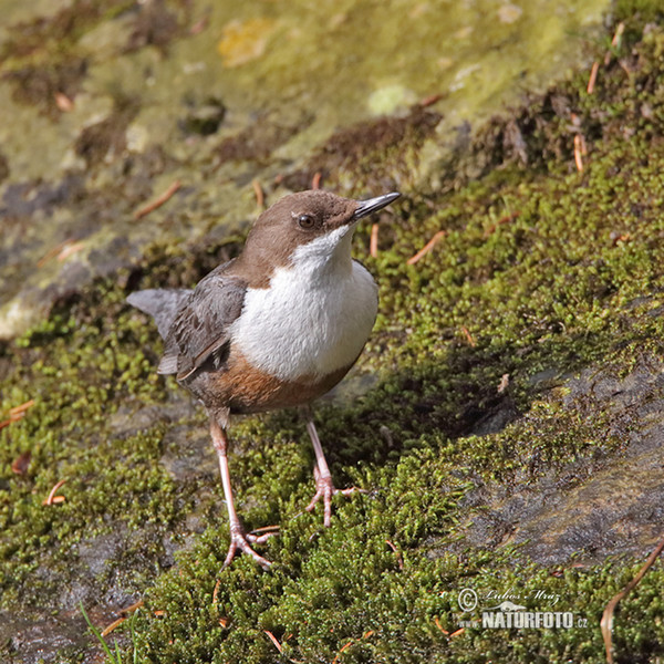 Wasseramsel (Cinclus cinclus)