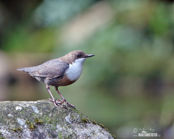 Wasseramsel (Cinclus cinclus)