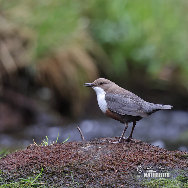 Wasseramsel (Cinclus cinclus)