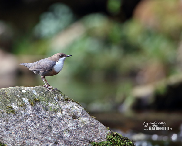 Wasseramsel (Cinclus cinclus)