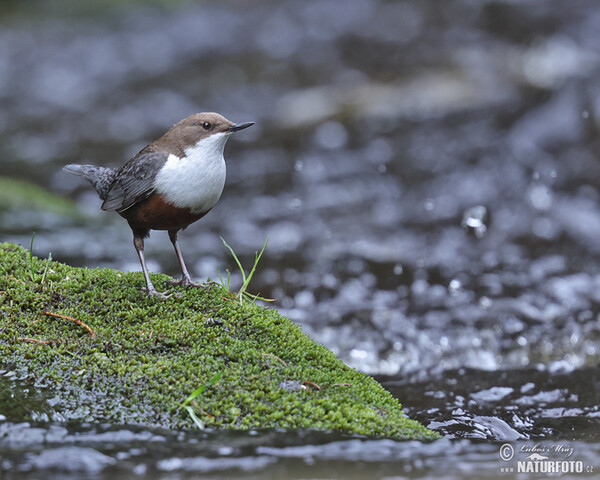 Wasseramsel (Cinclus cinclus)