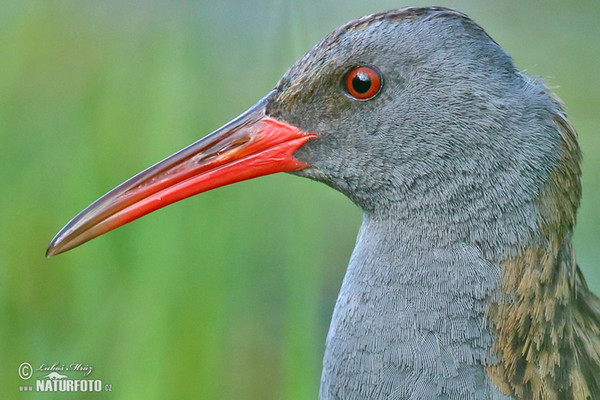 Wasserralle (Rallus aquaticus)