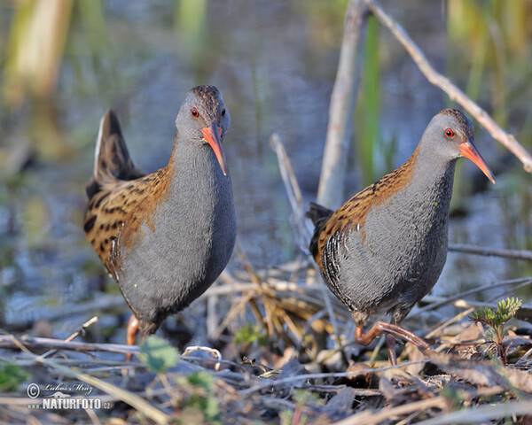 Wasserralle (Rallus aquaticus)