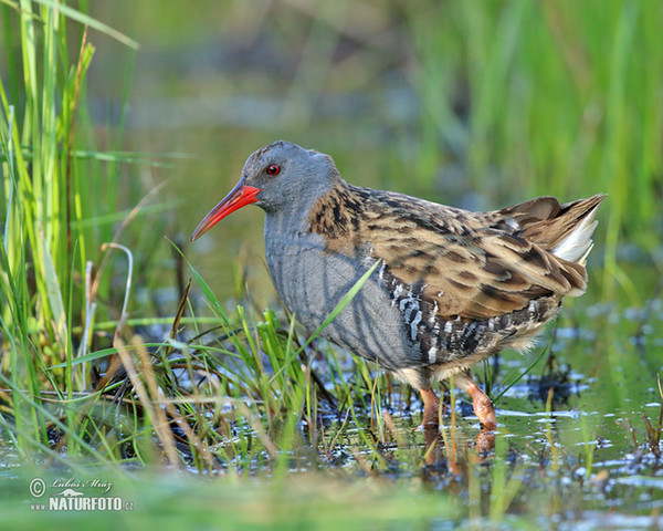 Wasserralle (Rallus aquaticus)