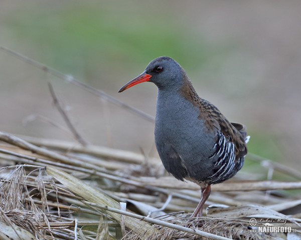 Wasserralle (Rallus aquaticus)