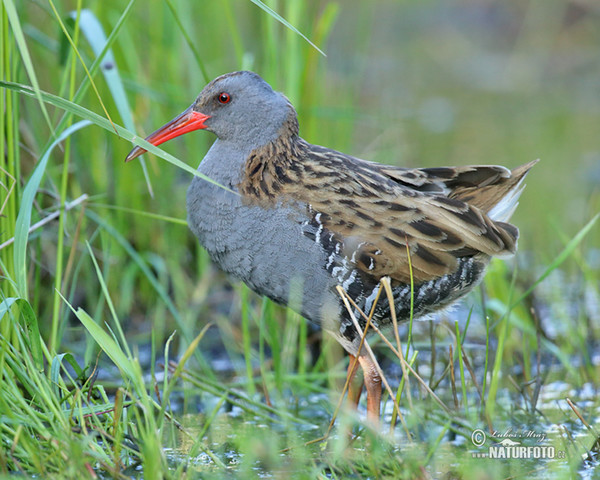 Wasserralle (Rallus aquaticus)