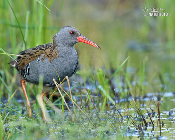 Wasserralle (Rallus aquaticus)