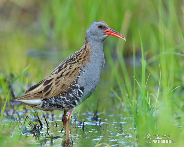 Wasserralle (Rallus aquaticus)