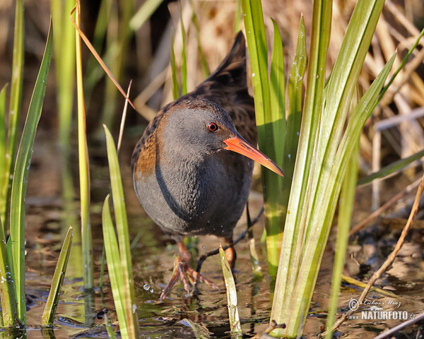 Wasserralle (Rallus aquaticus)