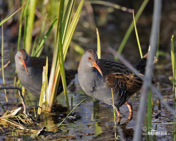 Wasserralle (Rallus aquaticus)